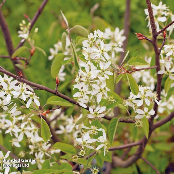 Amelanchier canadensis