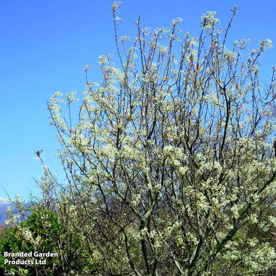 Amelanchier canadensis