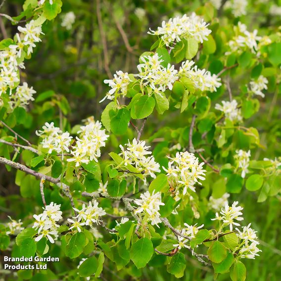 Amelanchier canadensis