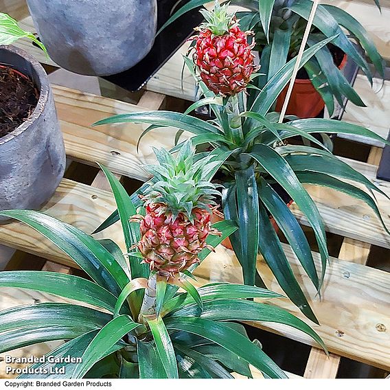 Pineapple Plant 'Rosita'