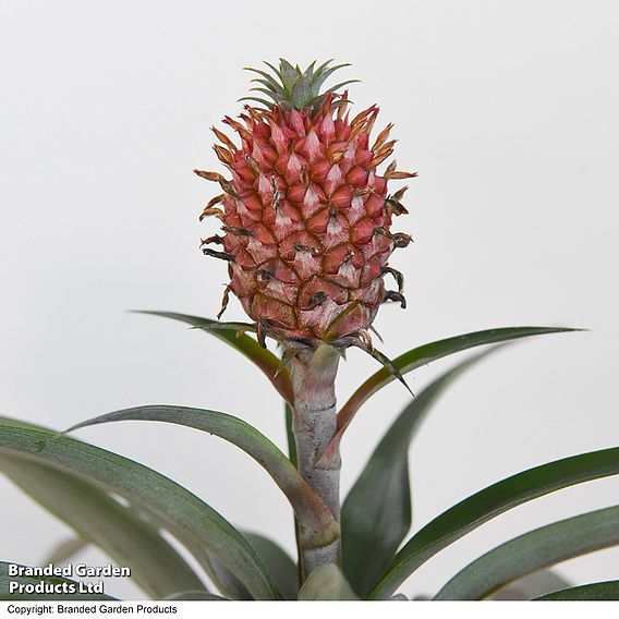 Pineapple 'Rosita' - Gift