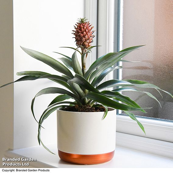 Pineapple 'Rosita' - Gift