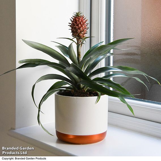 Pineapple Plant 'Rosita'