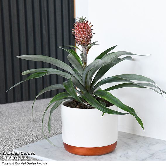 Pineapple Plant 'Rosita'