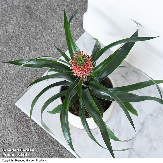 Pineapple Plant 'Rosita'