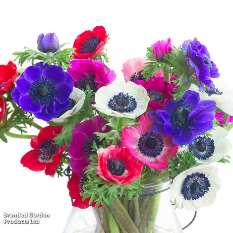 Anemone coronaria 'De Caen' Mixed