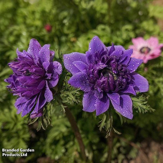 Anemone coronaria 'Lord Lieutenant'