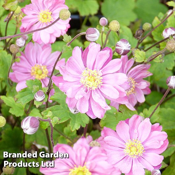 Anemone hupehensis var. japonica 'Pamina'