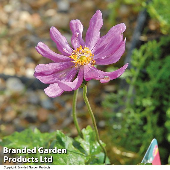 Anemone hupehensis var. japonica 'Pamina'