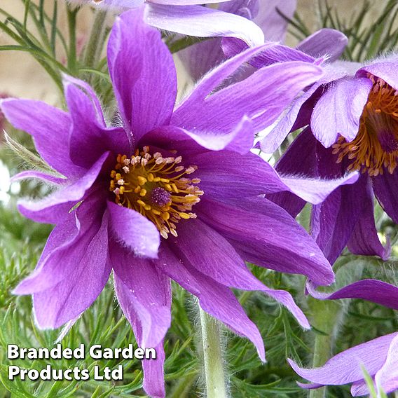 Pulsatilla vulgaris subsp. grandis 'Papageno'