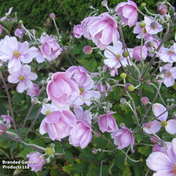 Anemone x hybrida 'September Charm'