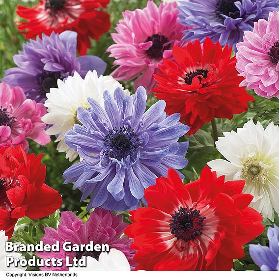 Suttons Summer Flowering Saver Bundle 