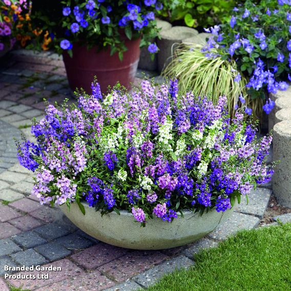 Angelonia 'Serena Mix'