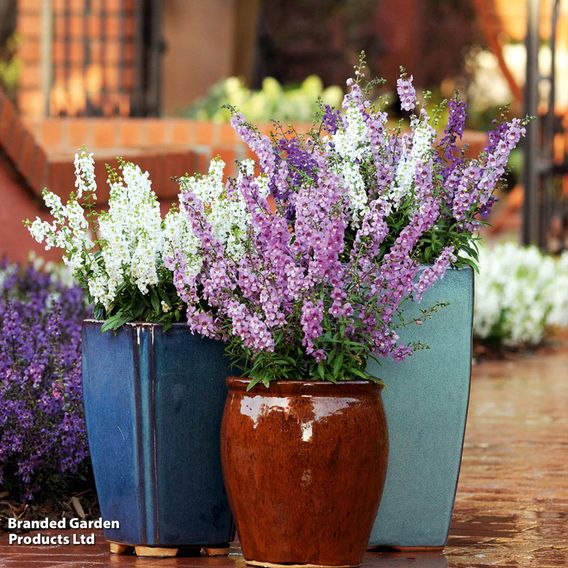 Angelonia 'Serena Mix'