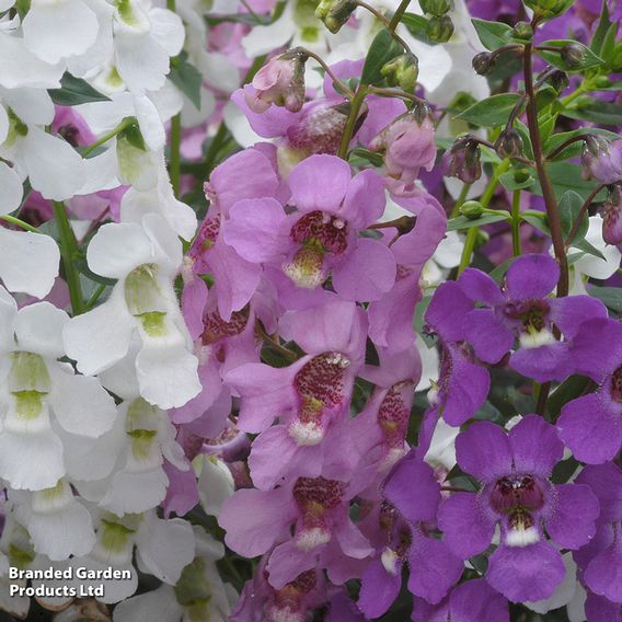 Angelonia 'Serena Mix'