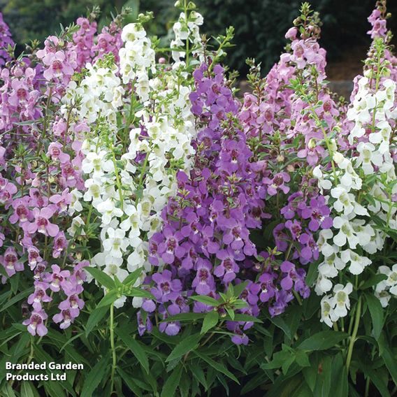 Angelonia 'Serena Mix'