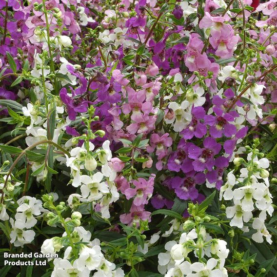 Angelonia 'Serena Mix'