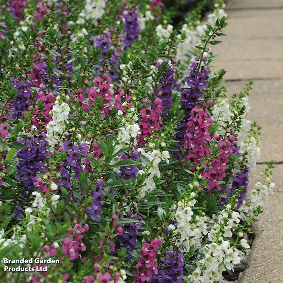 Angelonia 'Serena Mix'