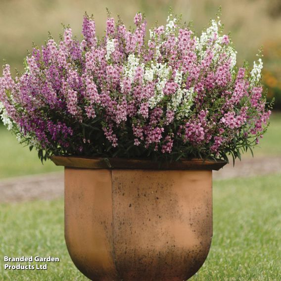 Angelonia 'Serena Mix'