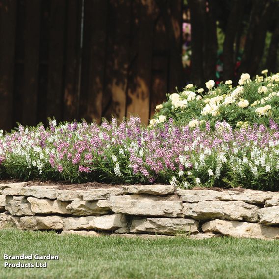 Angelonia 'Serena Mix'