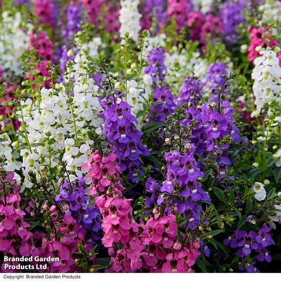 Angelonia 'Serena Mix'