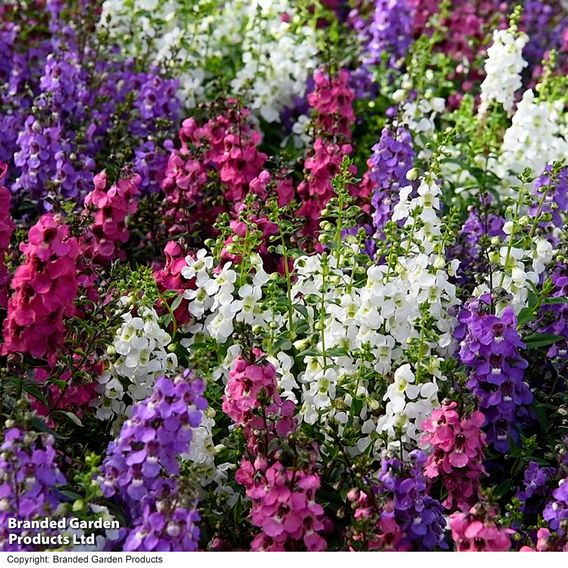 Angelonia 'Serena Mix'