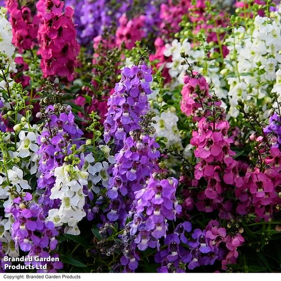 Angelonia 'Serena Mix'