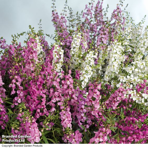 Angelonia 'Serena Mix'