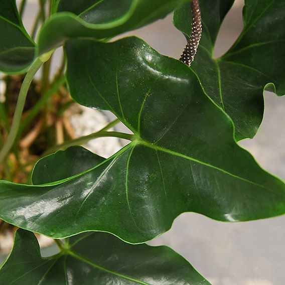 Anthurium 'Arrow' in hydro pot