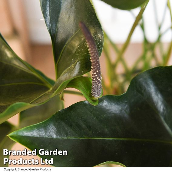 Anthurium 'Arrow' in hydro pot