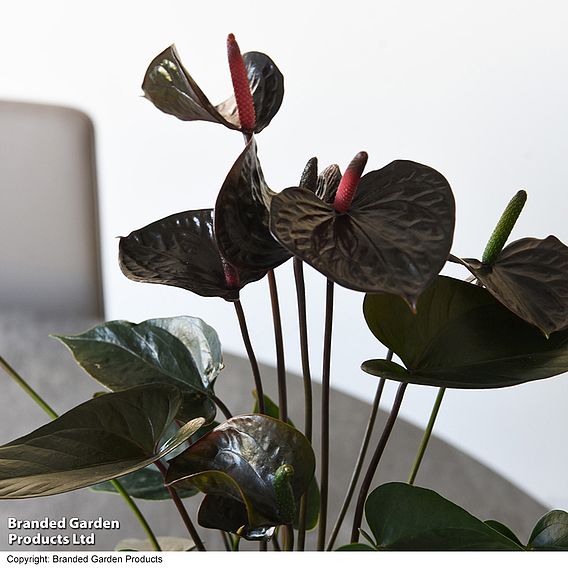 Anthurium 'Black Love'