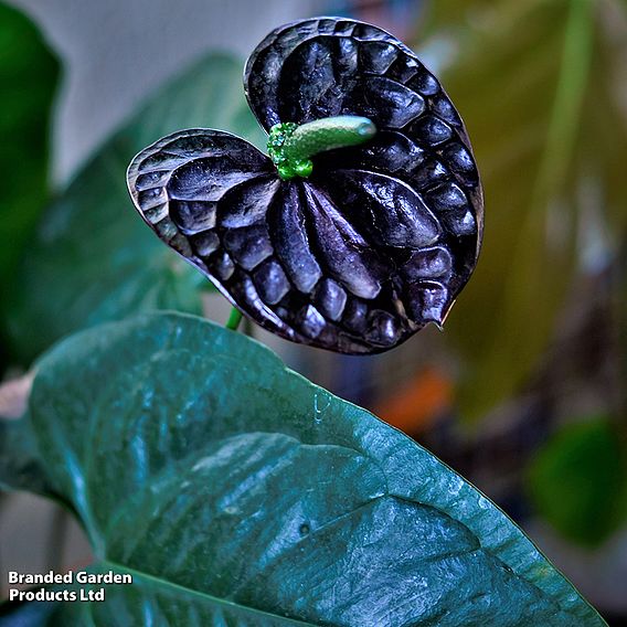 Anthurium 'Black Love'