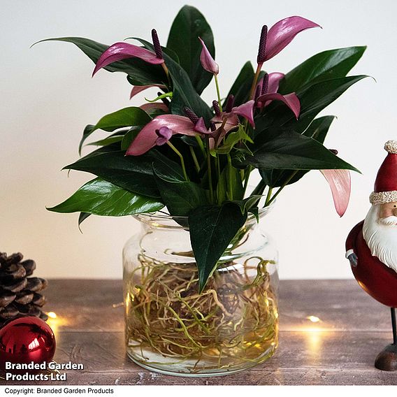 Anthurium Aqua - Gift