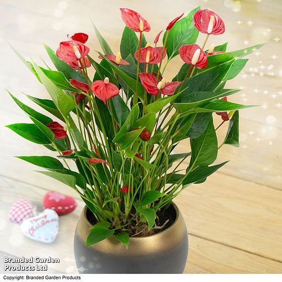 Anthurium 'Million Flower'