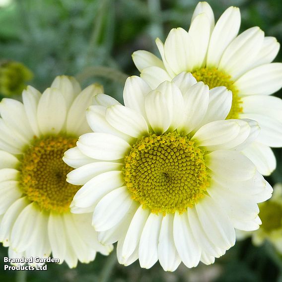 Anthemis Tinctoria 'Sauce Hollandaise'