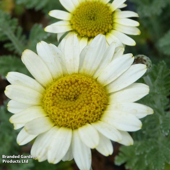 Anthemis Tinctoria 'Sauce Hollandaise'