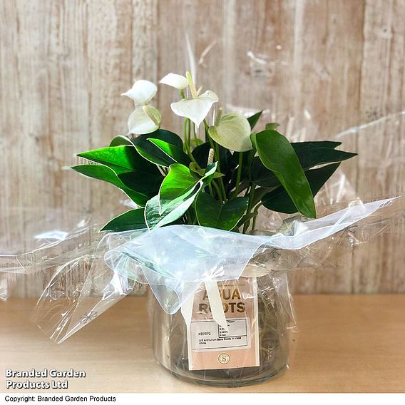 Anthurium Aqua - Gift