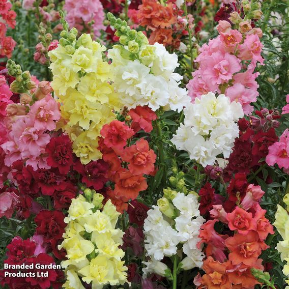 Antirrhinum F1 'Madame Butterfly Mix' - Seeds