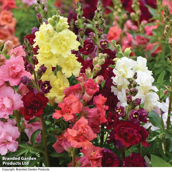 Antirrhinum F1 'Madame Butterfly Mix' - Seeds