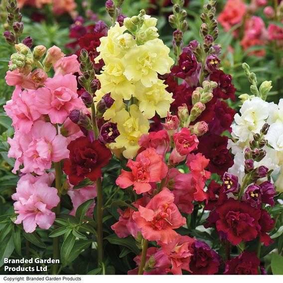 Antirrhinum F1 'Madame Butterfly Mix' - Seeds