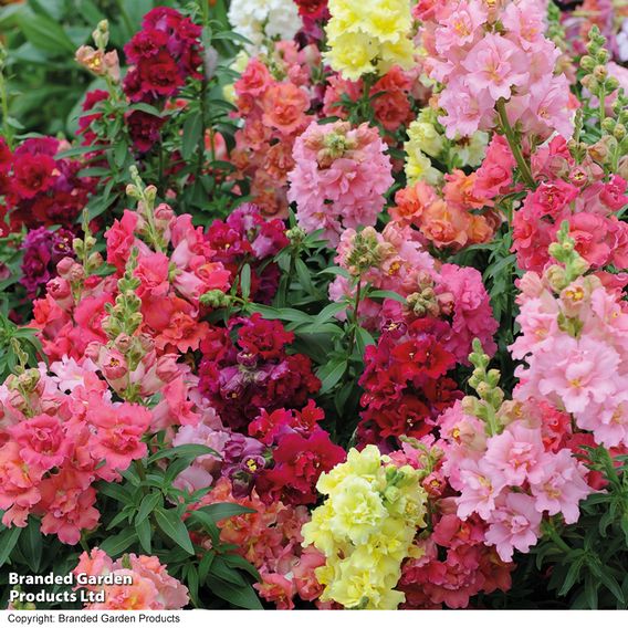 Antirrhinum F1 'Madame Butterfly Mix' - Seeds