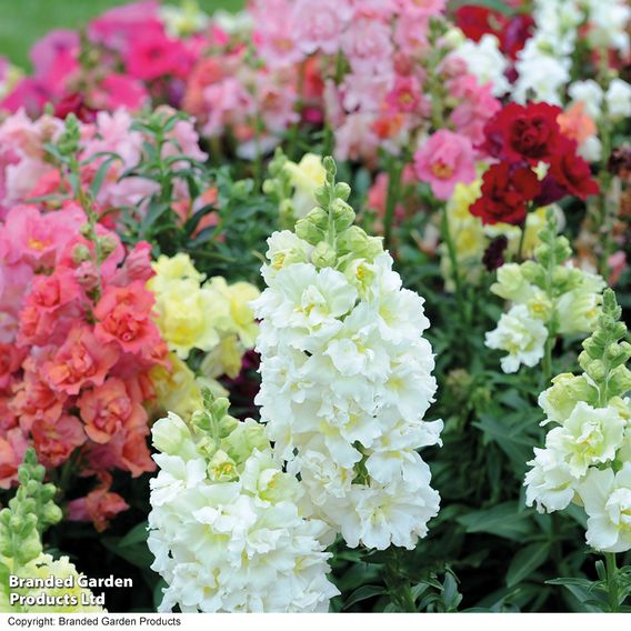 Antirrhinum F1 'Madame Butterfly Mix' - Seeds