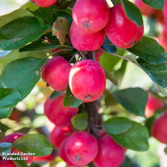 Apple 'Appletini'