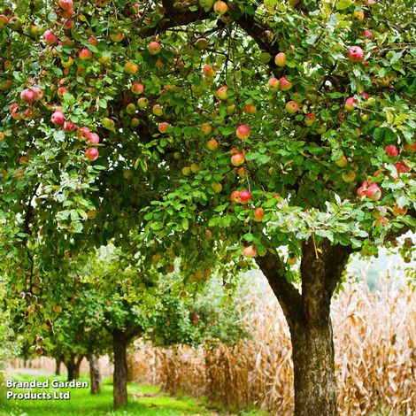 Apple 'Blenheim Orange'