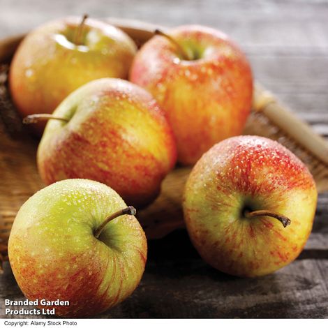 Apple 'Braeburn'