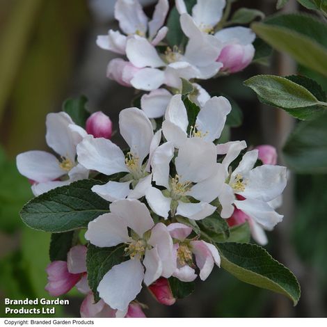 Apple 'Braeburn'