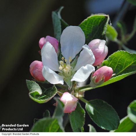 Apple 'Braeburn'