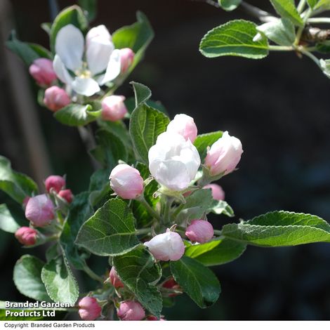 Apple 'Braeburn'