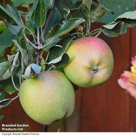 Apple 'Braeburn'