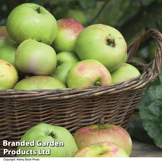 Apple 'Bramley's Seedling'